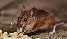 24 Hour & Emergency Exterminators in Sunnybrook, KY